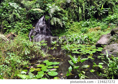 Lush Tropical Rainforest Garden with Small Waterfall and Lily Pond Landscape 134827272