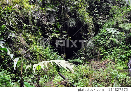 Dark Cave Entrance Hidden Behind Dense Tropical Forest Foliage and Ferns Dark Cave Entrance Hidden Behind Dense Tropical Forest Foliage and Ferns 134827273