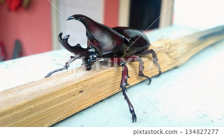 Siamese Rhinoceros Beetle Male Xylotrupes Gideon Close up on Wood Siamese Rhinoceros Beetle Male Xylotrupes Gideon Close up on Wood 134827277