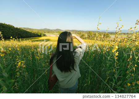 Beautiful Yellow flower of Sunn hemp Beautiful Yellow flower of Sunn hemp 134827764