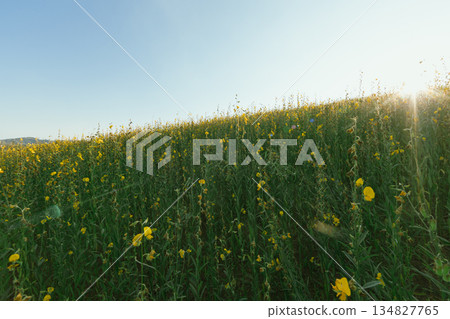 Beautiful Yellow flower of Sunn hemp Beautiful Yellow flower of Sunn hemp 134827765