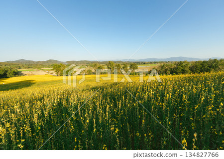 Beautiful Yellow flower of Sunn hemp Beautiful Yellow flower of Sunn hemp 134827766