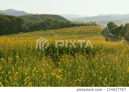 Beautiful Yellow flower of Sunn hemp 134827767