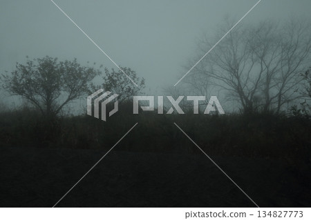 Tree wrapped in fog Tree wrapped in fog 134827773
