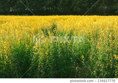 Beautiful Yellow flower of Sunn hemp 134827776