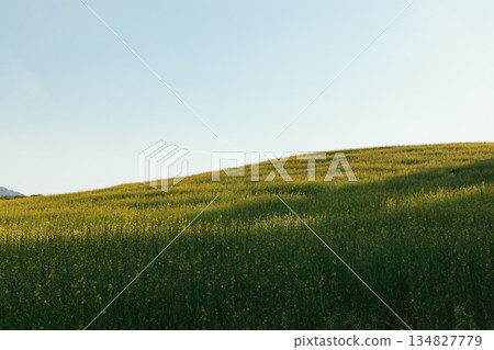 Beautiful Yellow flower of Sunn hemp 134827779