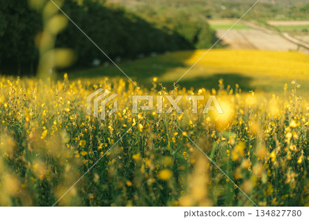 Beautiful Yellow flower of Sunn hemp Beautiful Yellow flower of Sunn hemp 134827780