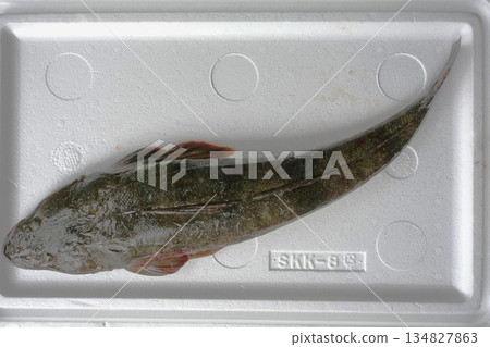 Fishing: Flathead 57cm Fishing: Flathead 57cm 134827863