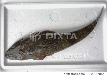 Fishing: Flathead 57cm Fishing: Flathead 57cm 134827864