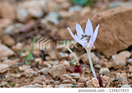 Cretan Colchicum (Colchicum cretense), Crete Cretan Colchicum (Colchicum cretense), Crete 134827933