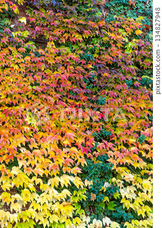 Orange Autumn leafy background. Weaving ivy plant. Leaves of Japanese Ivy or Boston ivy Vitaceae Parthenocissus tricuspidata Veitchii. Wilder Wein texture. Botanical flora 134827948