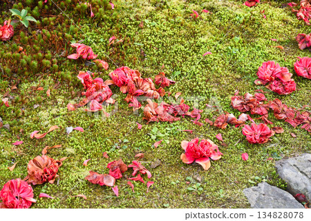 Beautiful fallen camellias at Reikanji Temple in Kyoto during the spring special viewing period (Sakyo Ward, Kyoto City, Kyoto Prefecture) Beautiful fallen camellias at Reikanji Temple in Kyoto during the spring special viewing period (Sakyo Ward, Kyoto City, Kyoto Prefecture) 134828078