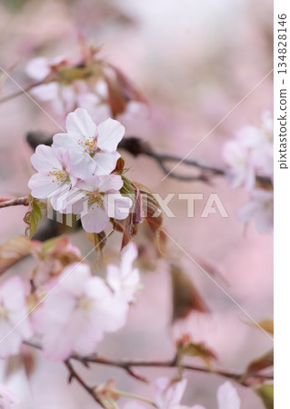 Wild cherry blossoms and copy space Wild cherry blossoms and copy space 134828146