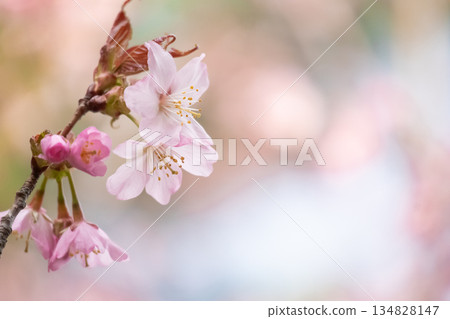野生櫻花和留白 野生櫻花和留白 134828147
