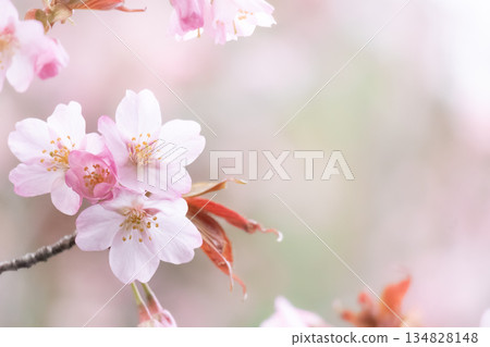 Wild cherry blossoms and copy space Wild cherry blossoms and copy space 134828148