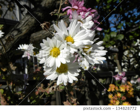 花園裡盛開的白色菊花 花園裡盛開的白色菊花 134828772