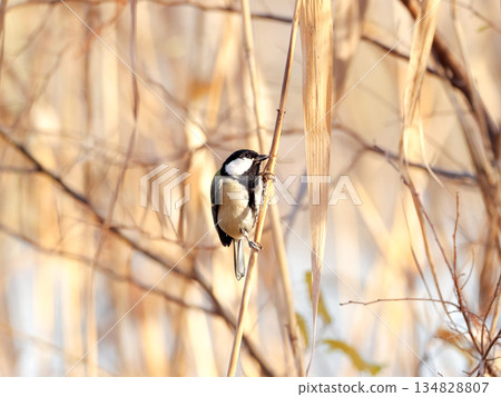 Great tit Great tit 134828807