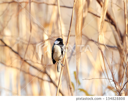 Great tit Great tit 134828808