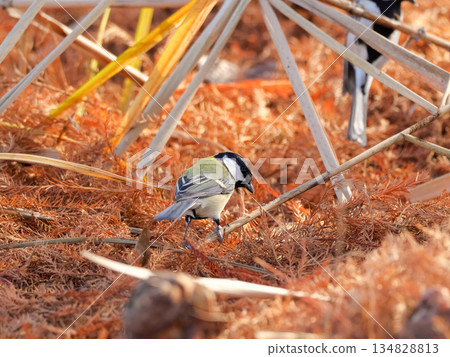 Great tit 134828813