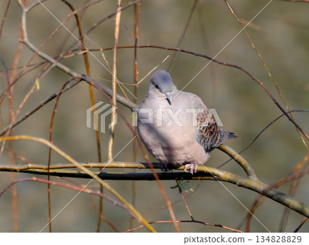 Turtledove  134828829