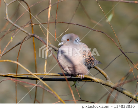 斑鳩 134828830
