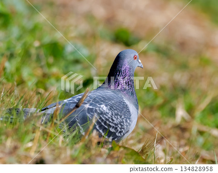 Rock pigeon Rock pigeon 134828958