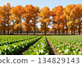 rows of young maple leaves in a field 134829143