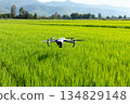 drone flying on green rice field 134829148