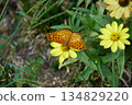 A male Indica fritillary resting on a zinnia 134829220