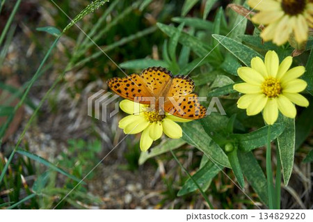 A male Indica fritillary resting on a zinnia A male Indica fritillary resting on a zinnia 134829220
