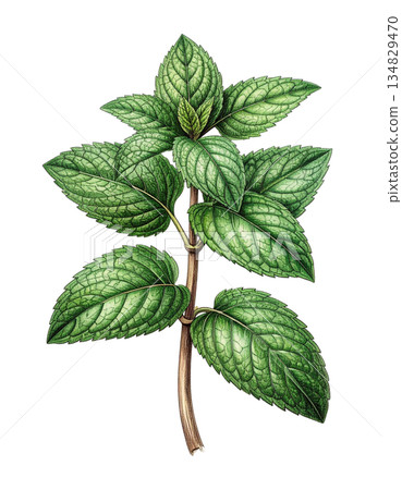 復古植物插畫：薄荷 134829470