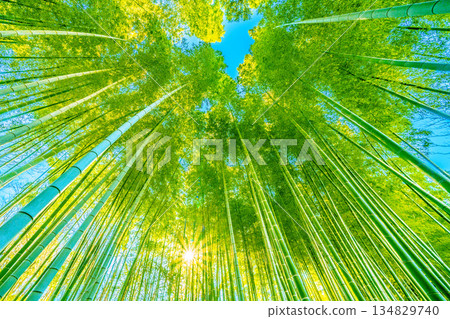 Yokohama cityscape in Japan: Deep green bamboo forest and sunlight filtering through the trees. Soft sunlight filtering through the bamboo forest, passing low in the sky, December 29th Yokohama cityscape in Japan: Deep green bamboo forest and sunlight filtering through the trees. Soft sunlight filtering through the bamboo forest, passing low in the sky, December 29th 134829740