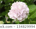 Beautiful pink hydrangea 134829994