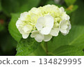 White hydrangea 134829995