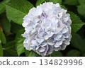 Blue hydrangea 134829996