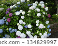 Hydrangea blooming in the clear of the rainy season 134829997
