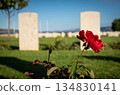 Allied War Cemetery Souda Bay. Chania. Crete. Greece. Red Poppy Close Up 134830141