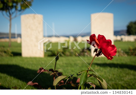 Allied War Cemetery Souda Bay. Chania. Crete. Greece. Red Poppy Close Up 134830141