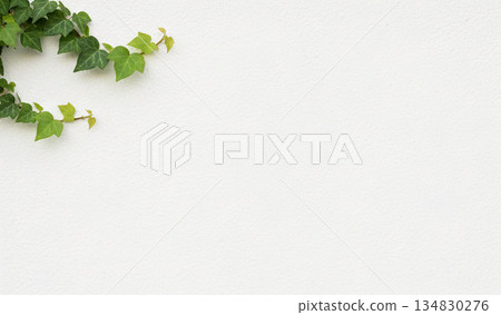 Ivy with small leaves, occupying a small space Ivy with small leaves, occupying a small space 134830276