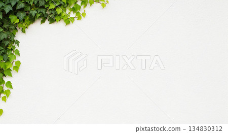 foliage, leafs, frond 134830312