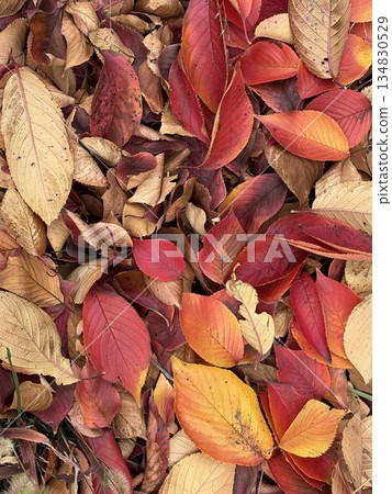 Autumn leaves fallen leaves Autumn leaves fallen leaves 134830529