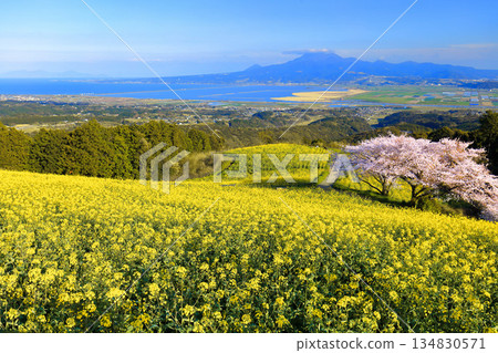 [Nagasaki Prefecture] Cherry blossoms and rapeseed fields in full bloom on a clear day at Shirakimine Plateau 134830571