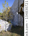 A thin yellowed birch tree among blocks of marble in an abandoned marble quarry in Siberia 134830721
