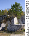 A young pine tree above blocks of marble in an abandoned Peteni marble quarry in Siberia 134830729