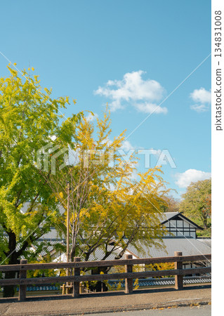 Kumamoto Castle Area Autumn Scene with Traditional Architecture and Ginkgo Tree in Japan Kumamoto Castle Area Autumn Scene with Traditional Architecture and Ginkgo Tree in Japan 134831008