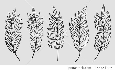 Palm Leaves Hand Drawn Line Art Collection Vintage Botanical Tropical Element collection 134831286