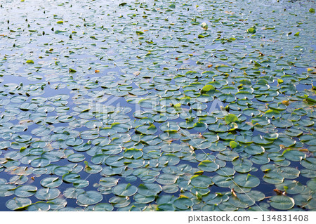 Water lily leaves in pond water. Lily pad background. Nature background of lily pad. Background of lily pad in pond. Tranquil pond Water lily leaves in pond water. Lily pad background. Nature background of lily pad. Background of lily pad in pond. Tranquil pond 134831408