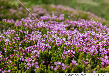 Pink mountain heather meadow flower. Meadow with wildflower of mountain heather flower in nature. Summer nature. Flowering plant. Flower of phyllodoce plant. Mountain heather blossom. Pink mountain heather meadow flower. Meadow with wildflower of mountain heather flower in nature. Summer nature. Flowering plant. Flower of phyllodoce plant. Mountain heather blossom. 134831428