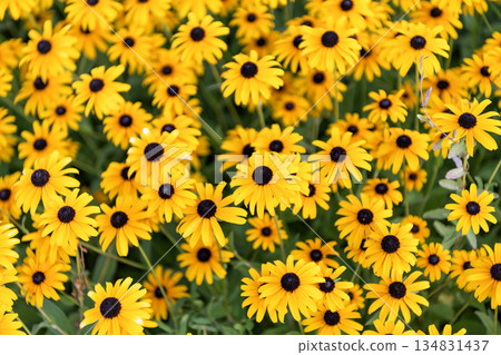 Daisy flower. Flowering daisy in garden. Outdoor flowering plant. Yellow daisy flower. Natural flower plant. Flora nature. Yellow flower background. Floral daisy yellow background Daisy flower. Flowering daisy in garden. Outdoor flowering plant. Yellow daisy flower. Natural flower plant. Flora nature. Yellow flower background. Floral daisy yellow background 134831437