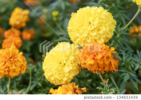 Flower of yellow marigold blossom. Garden flower growing under sunlight. Marigold tagetes, copy space. Marigold flower in nature. Summer nature. Vivid inflorescences of flowering marigold Flower of yellow marigold blossom. Garden flower growing under sunlight. Marigold tagetes, copy space. Marigold flower in nature. Summer nature. Vivid inflorescences of flowering marigold 134831439
